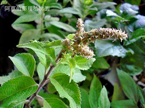 七層塔功效|獨家／除了九層塔還有七層塔！中醫：轉骨有奇效但不。